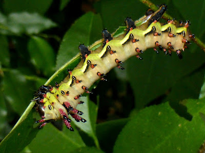 Citheronia laocoon caterpillar Citheronia laocoon caterpillar