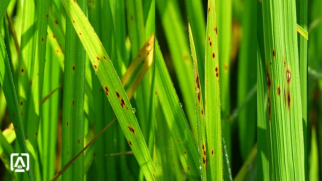 Brown spot disease of rice