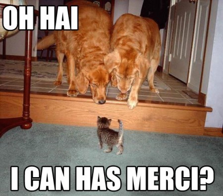 funny cat picture - funny cat pictures-lolcat-kitten-with-big-dogs-oh-hi-can-i-have-mercy1