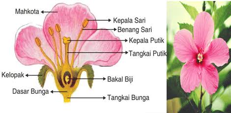 Sahabat Yoeli Perkembangbiakan Tumbuhan