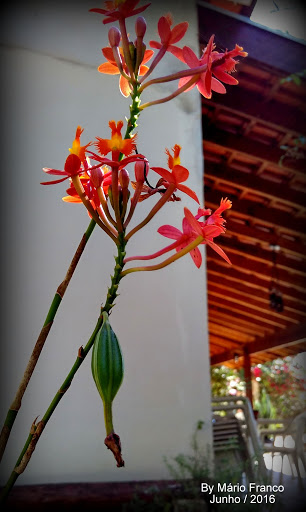 Meu Cantinho Verde: ORQUÍDEA-CRUCIFIXO, ORQUÍDEA-ESTRELA-DE-FOGO - (  Epidendrum radicans )