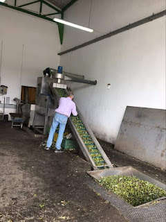 ΕΛΑΙΟΤΡΙΒΕΙΟ ΧΑΤΖΗΑΝΔΡΩΝΗ