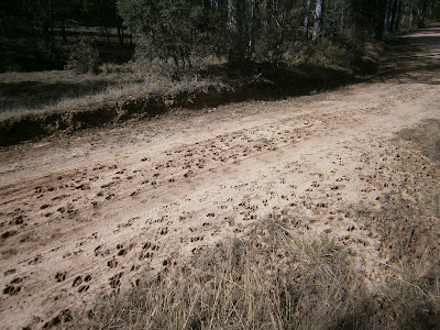 Huellas de ciervos en la Serranía de Cuenca. Autor: Miguel Alejandro Castillo Moya