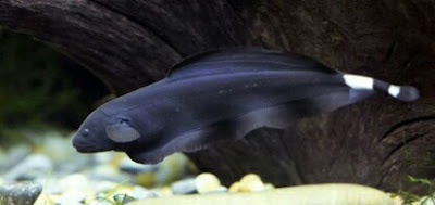 ikan black ghost