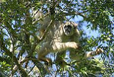 MACACO MURIQUI-DO-NORTE OU MONO CARVOEIRO