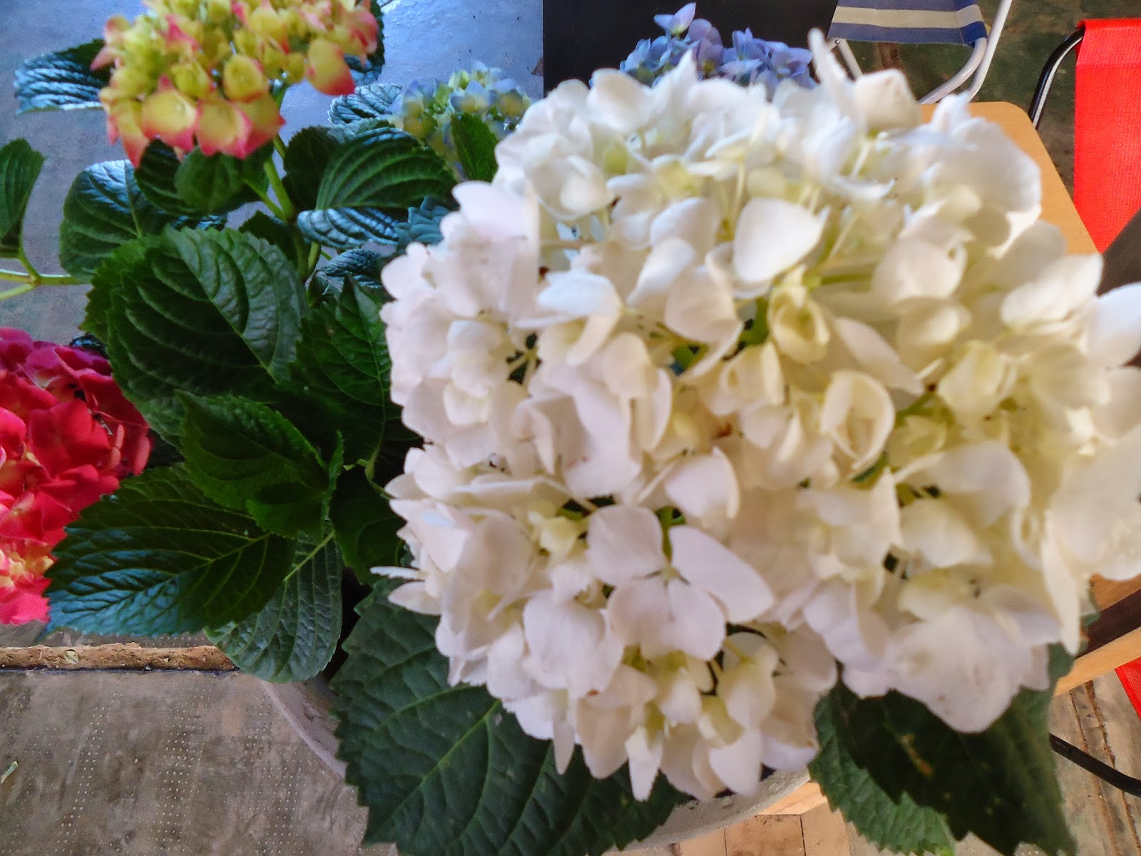 v e r d e c h a c o Hortensia