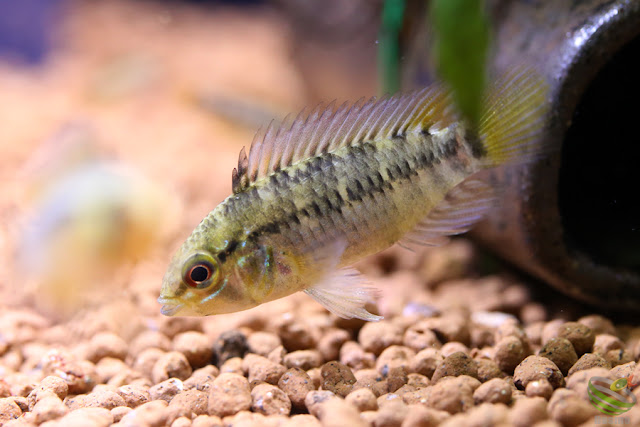 Apistogramma Pedunculata(A. sp. Rio Caura) / from Rio Caura in Venezuela