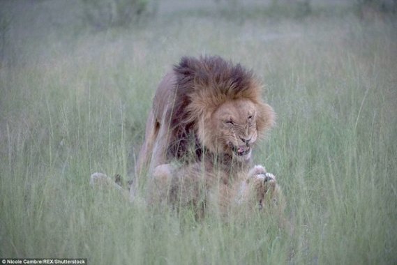 Wtf Who Has Ever Seen This Before See These Two Homosexual Lions 