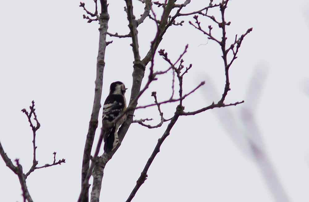 Weedon's World of Nature Lesser Spotted Woodpecker (female) record shots