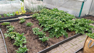 Potatoes, growing, seed potatoes, planting, raised bed, potato bags, potato sacks
