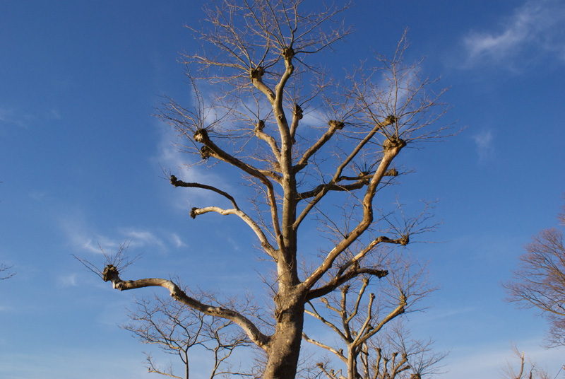 A Picture Each Day Buttonball Tree