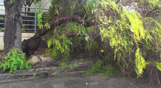 Διακοπή κυκλοφορίας σε δρόμους της Αττικής λόγω πτώσης δέντρων