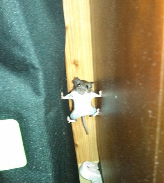 Climbing skills of mice to avoid cats hunting them