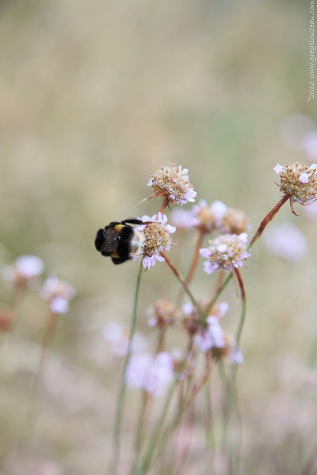 Bourdon terrestre (Bombus terrestris) sur Armérie des Sables, Fontainebleau, (C) Greg Clouzeau Bourdon terrestre (Bombus terrestris) sur Armérie des Sables, Fontainebleau, (C) Greg Clouzeau