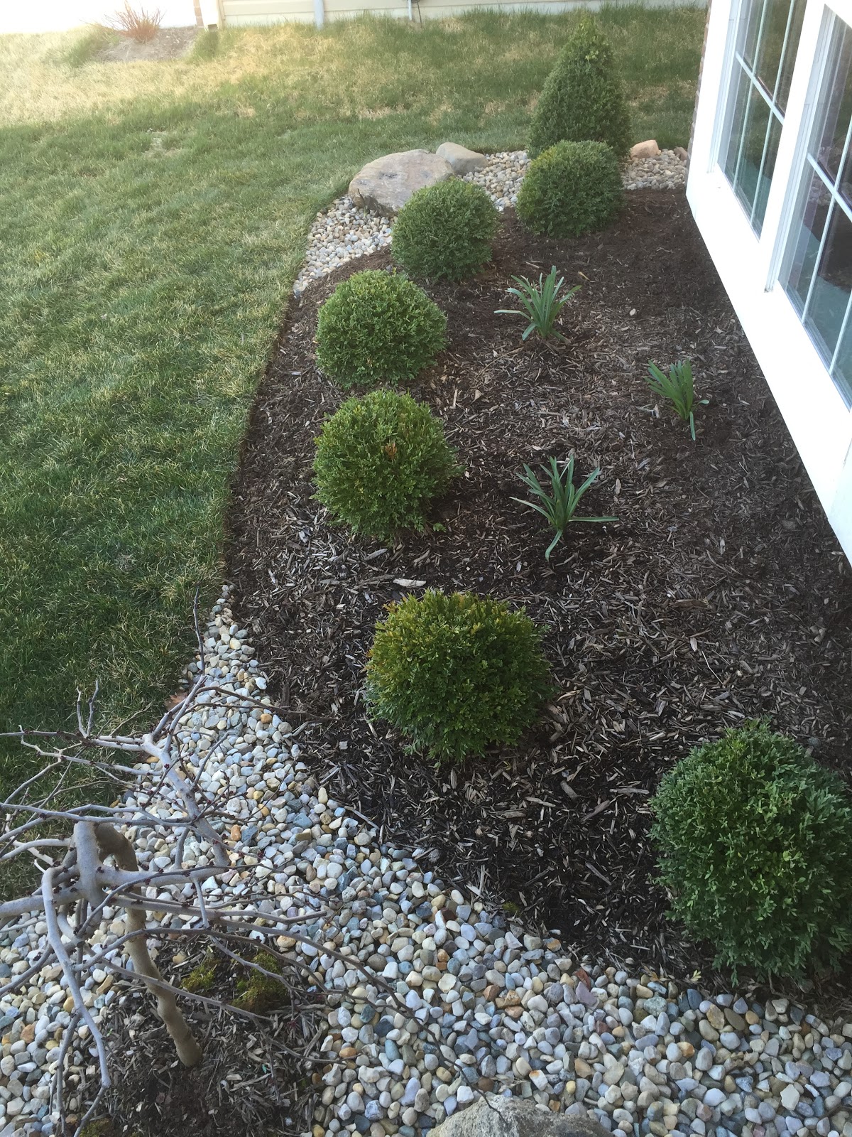 The Plant Hunter Boxwood Alternatives