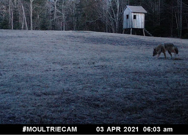 coyote in field near hunting stand