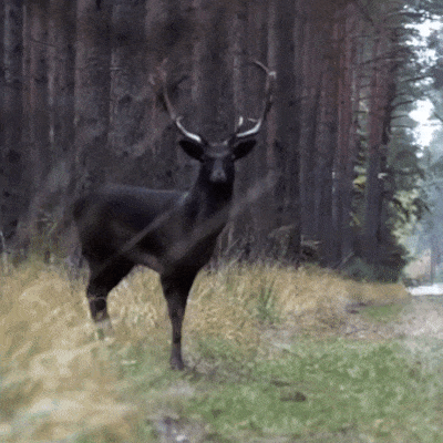 폴란드 숲에서 발견된 검은 사슴 - 꾸르