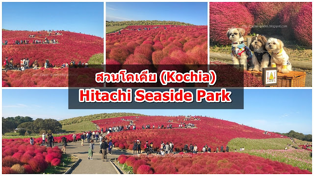 Hitachi Seaside Park Ibaraki