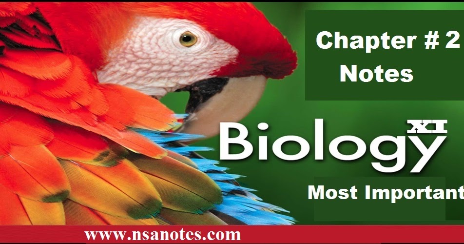 1st Year Biology Chapter # 3 Enzymes Notes