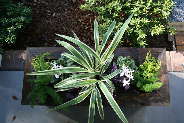 Fall Winter Charleston Porch Window Boxes | The Lowcountry Lady