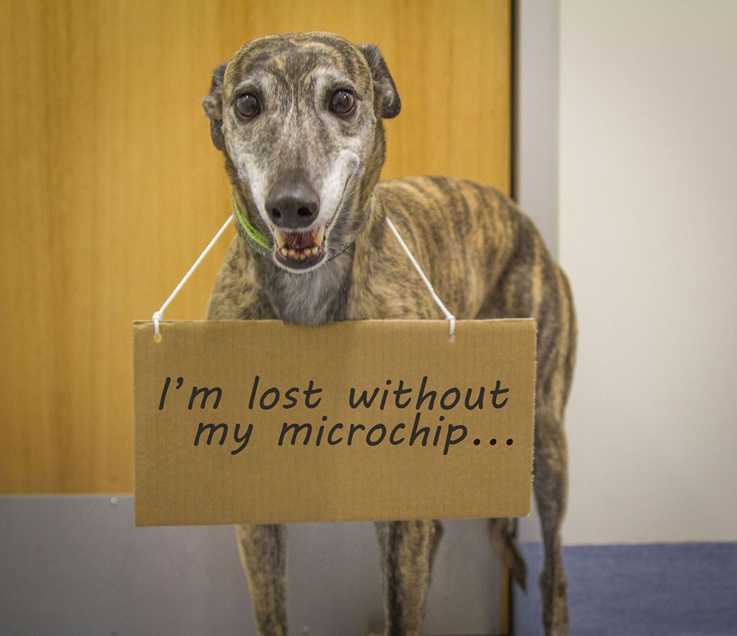 Check your Pet's Microchip is uptodate! Australian Dog Lover