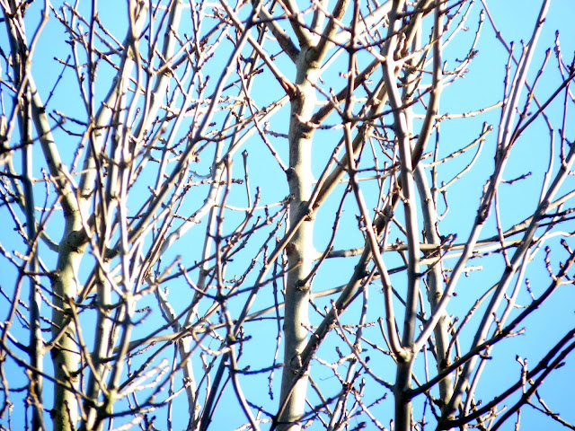 Silver Birch Trees In winter