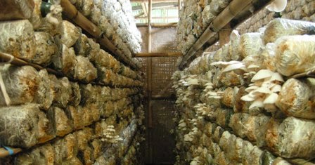 White Oyster Mushrooms: PRACTICAL WAYS OYSTER MUSHROOM 