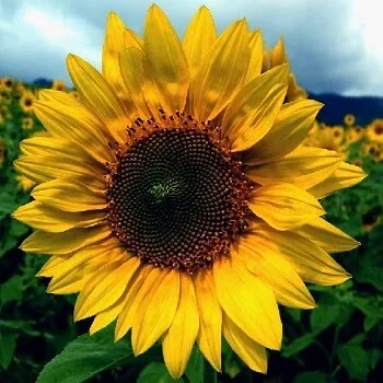 फुलांची नावे, Flowers Name In Marathi सूर्यफूल, Sunflower Flowers Name In Marathi