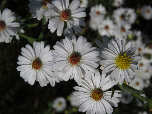 calico aster
