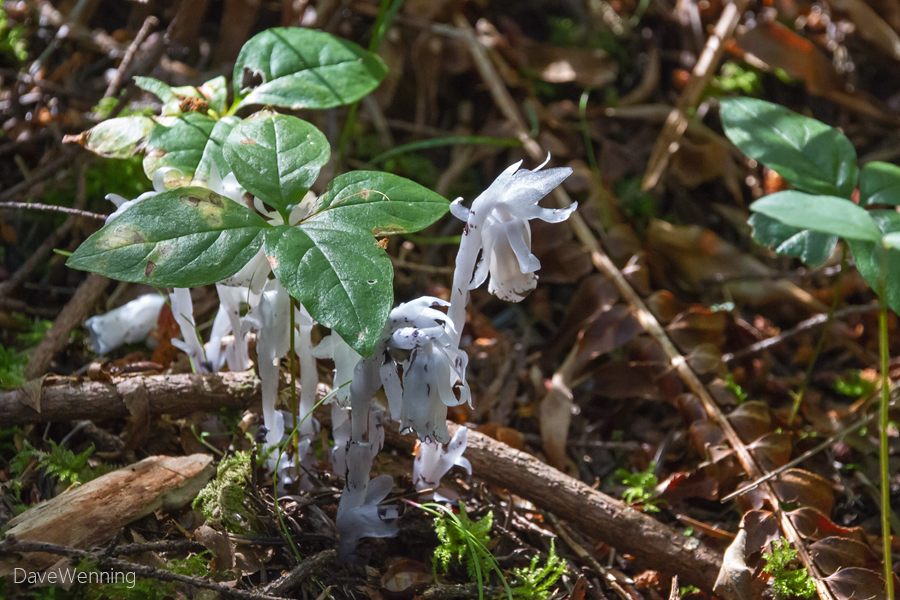 Ghost Plant (Monotropa uniflora)