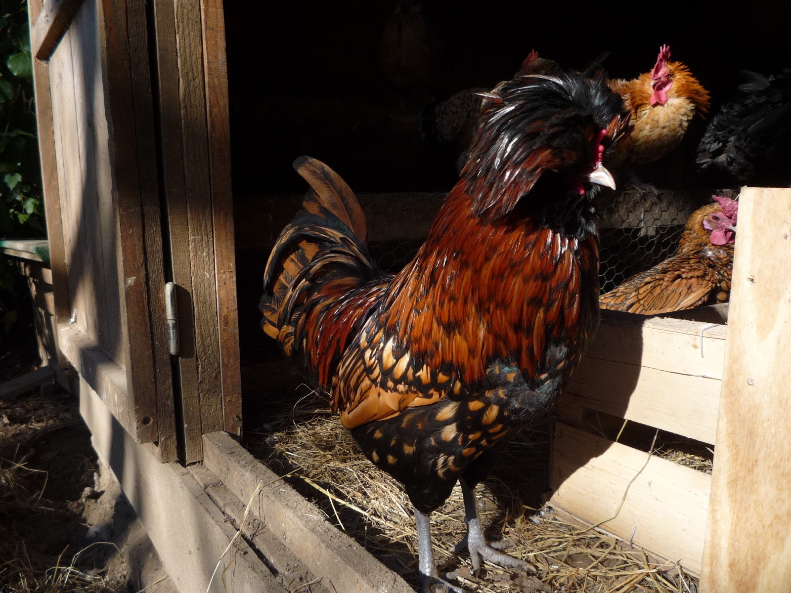 Comprehensive Guide to Red Mite Dermanyssus gallinae Identification