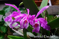 Cattleya maxima