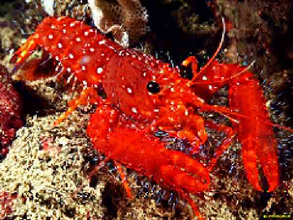 why did the hairy lobster close