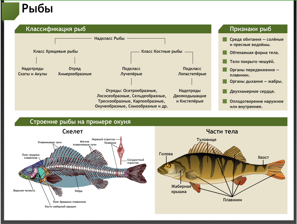 Сколько классов рыб. Класс рыбы многообразие. Классы и подклассы рыб. Строение рыбы биология. Разнообразие класса рыб.