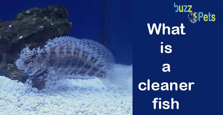 What is a cleaner fish