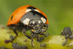 aphid plants attract garden predators aphids eating ladybird which hard