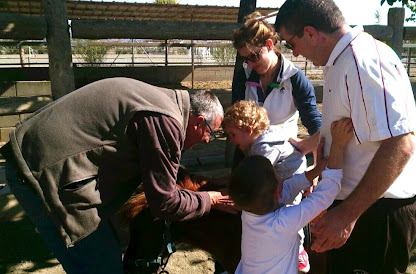 FORMACIÓ AMB CAVALLS