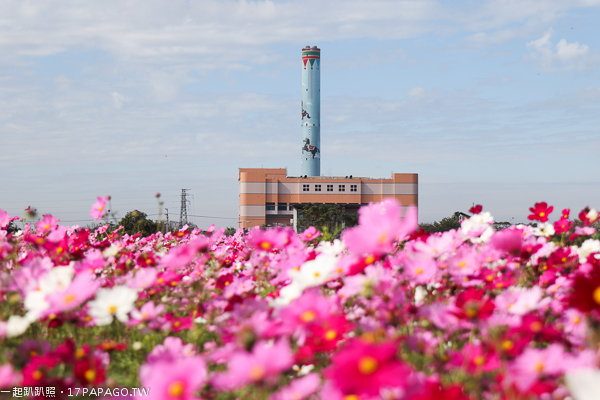 台中后里景點|后里花田綠廊|環保公園|1.2公頃繽紛花海|棒棒糖花海 台中后里景點|后里花田綠廊|環保公園|1.2公頃繽紛花海|棒棒糖花海