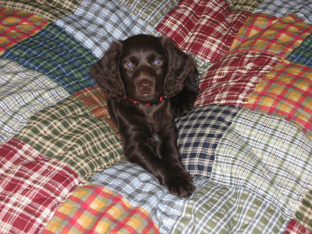 Cute Boykin Spaniel Puppy | The Lowcountry Lady