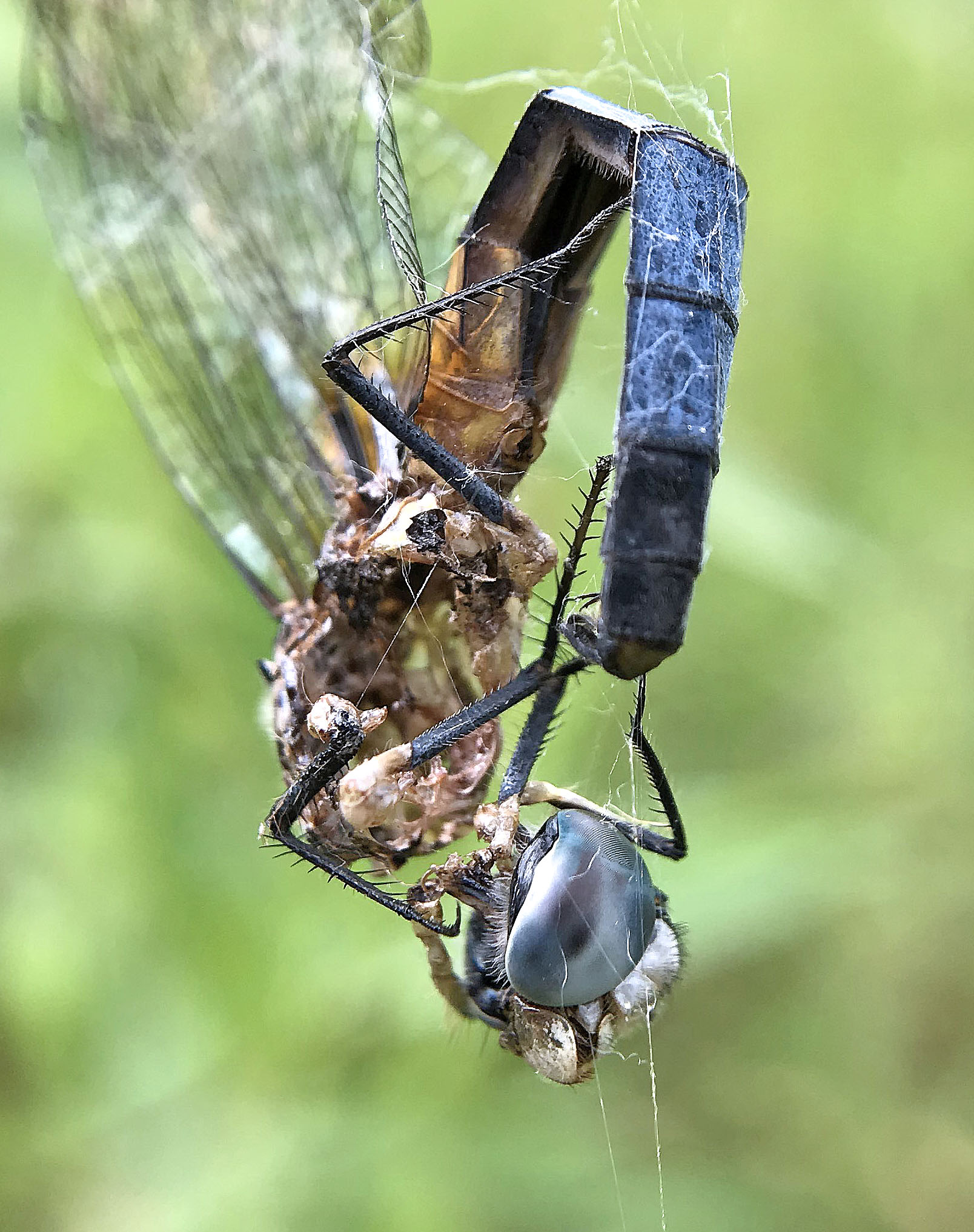 Vinalhaven Sightings