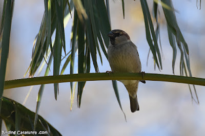 Pardal comú (Passer domesticus)