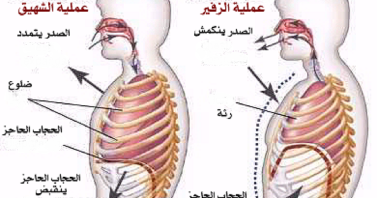 إيقاظ علمي التَّنَفُّس عِنْدَ الْإِنْسَانِ دليل المعلم إيقاظ علمي التَّنَفُّس عِنْدَ الْإِنْسَانِ دليل المعلم