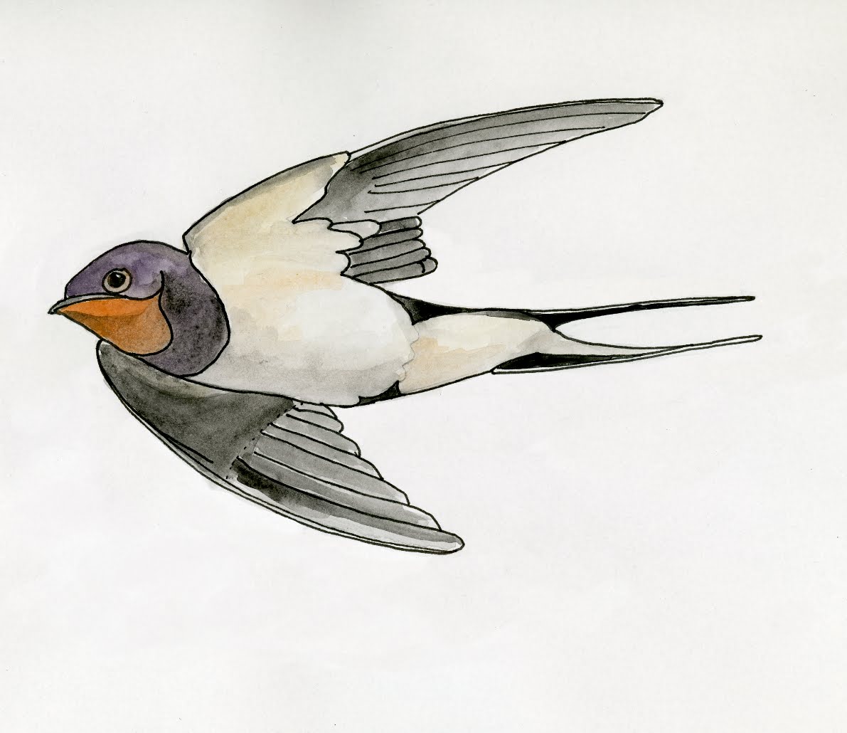 Rambles of a Socially Distant Exhibit Designer : Birds and Flight