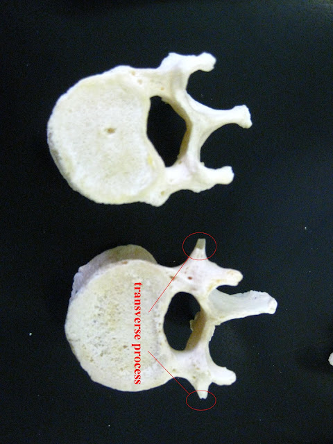 Boned: Human Skeleton - spine (vertebrae)