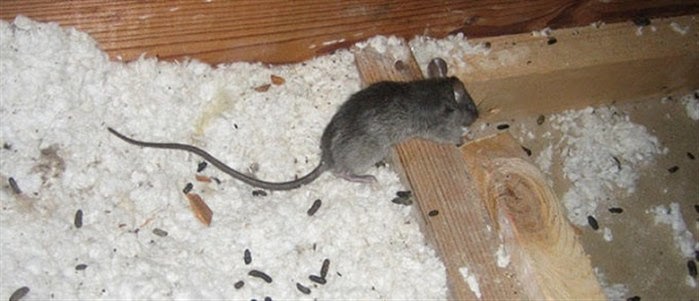 fare pisligi nasil olur