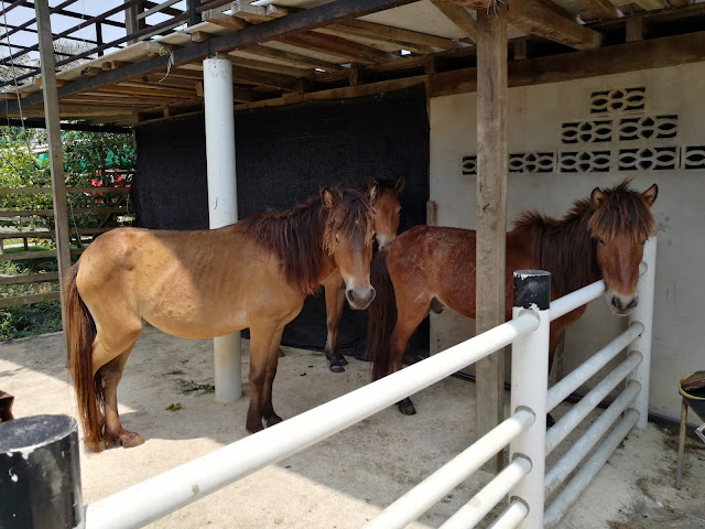 Audi Dream Farm Balik Pulau Penang Petting Zoo Feed Animal