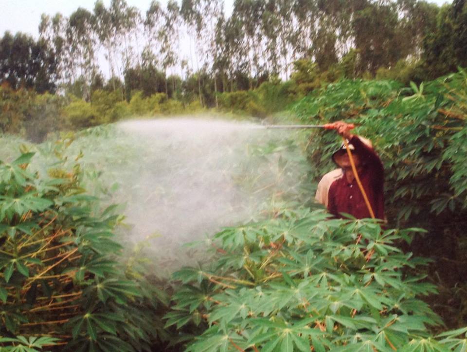 Phikanes2515: YIC.NANOดีกับมันสำปะหลังลงหัวไวได้หัวดกตอบโจทย์ลดต้นทุน ...