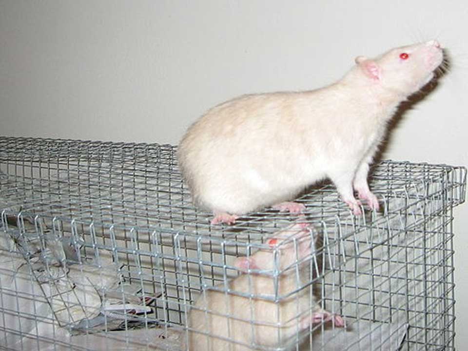 Fancy Rat Intelligent, Loyal and Easily Trainable Pet Rat