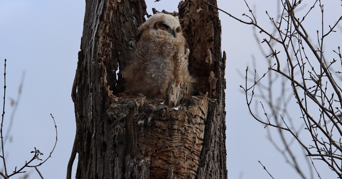 Michigan Exposures A Stop at the Owls