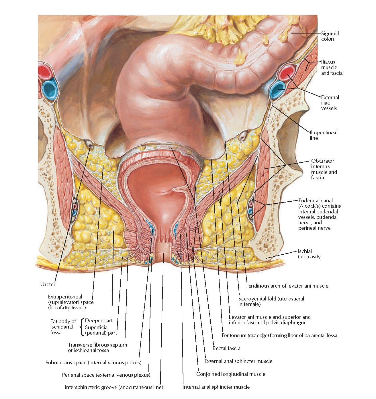анатомия мужского анала фото 7